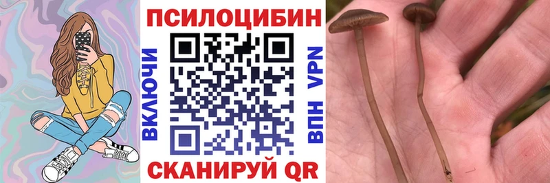 Галлюциногенные грибы Psilocybe Сегежа